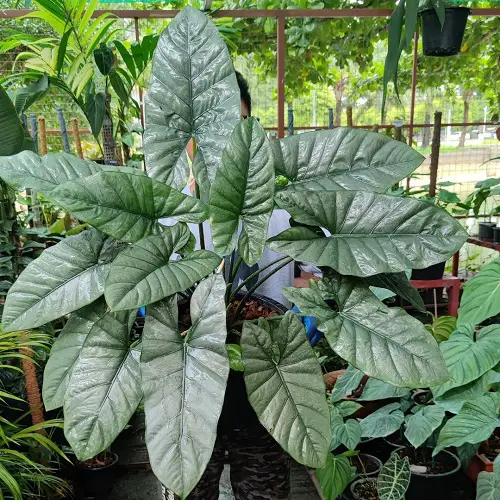 Requirements to Grow Alocasia Corazon