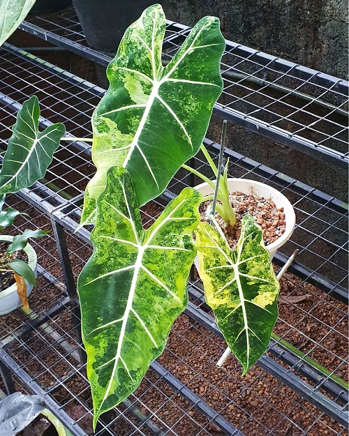 Best Artistic alocasia plant