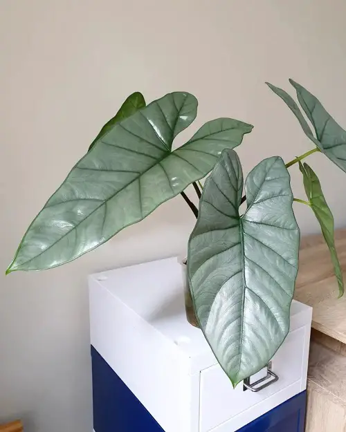 Alocasia Corazon