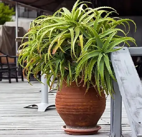Plants That Look Like Pineapple Tops 3