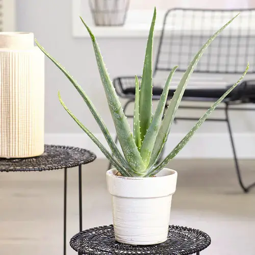 Succulents that Make You Lucky | Aloe vera