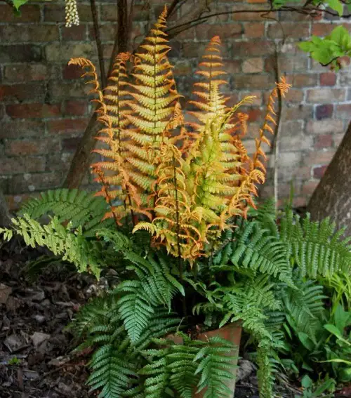 Vibrant Ferns That You Must Plant in the Garden 