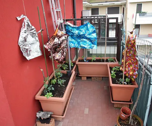 Suggestions for Keeping Pigeons Off the Balcony That Work 