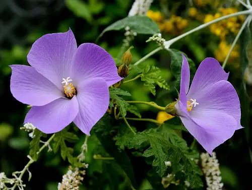 excellent blue and pink flowers