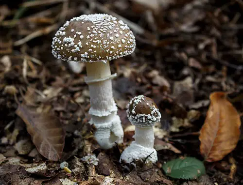Toxic Mushrooms Found Easily in Gardens