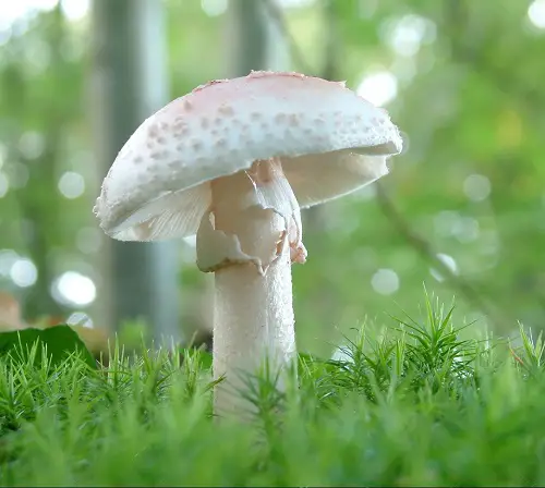 Most Toxic Mushrooms Found Easily in yard