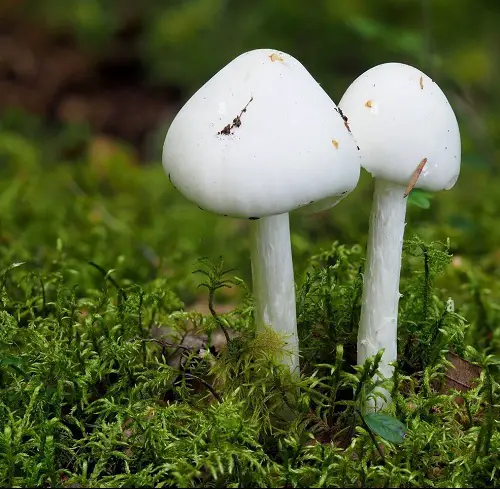 Most Toxic Mushrooms Found Easily in Gardens