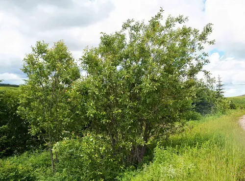Types of Pussy Willow in garden