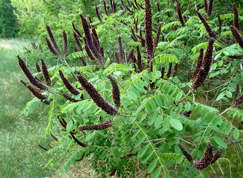Flora in Florida That Draw Hummingbirds
