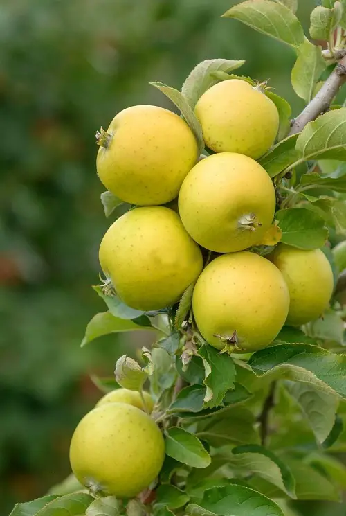 best  Green Apple Varieties for garden