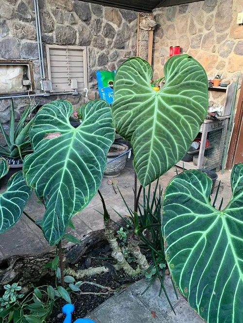 Anthurium Regale Information