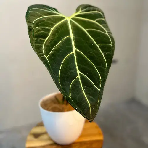 Propagating Anthurium Regale from Cuttings