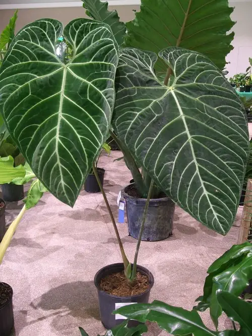 Requirements for Growing Anthurium Regale