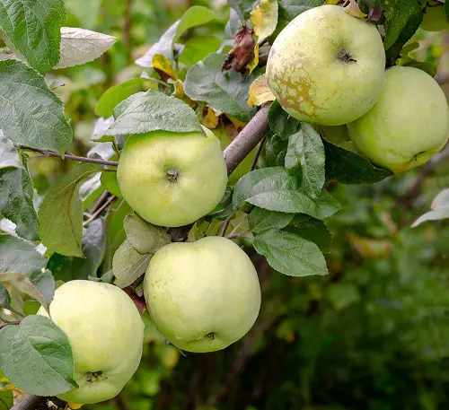 amazing  Green Apple Varieties for garden