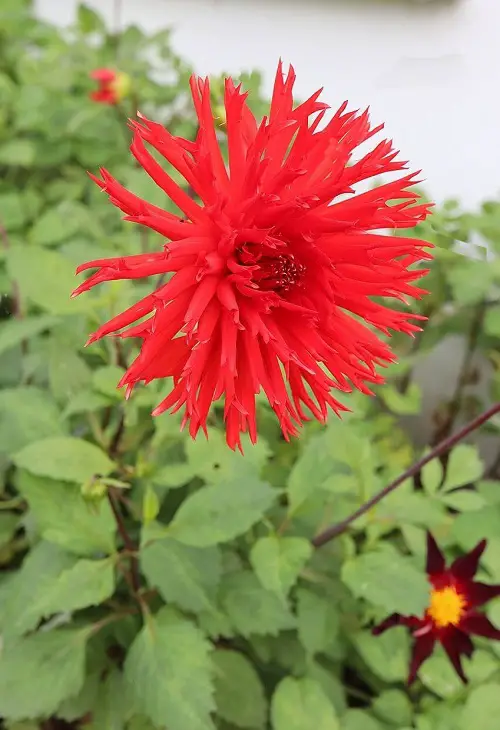 Red Dahlia Types for a Garden
