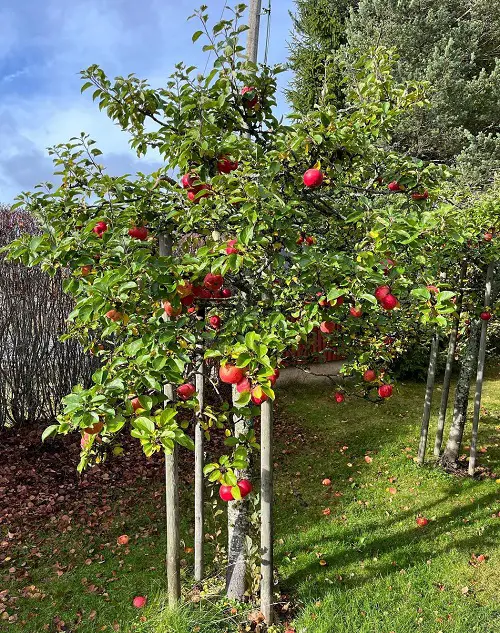 Fruits that Grow in Shade