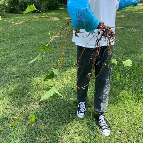 Poison Ivy Killer ideas use in garden