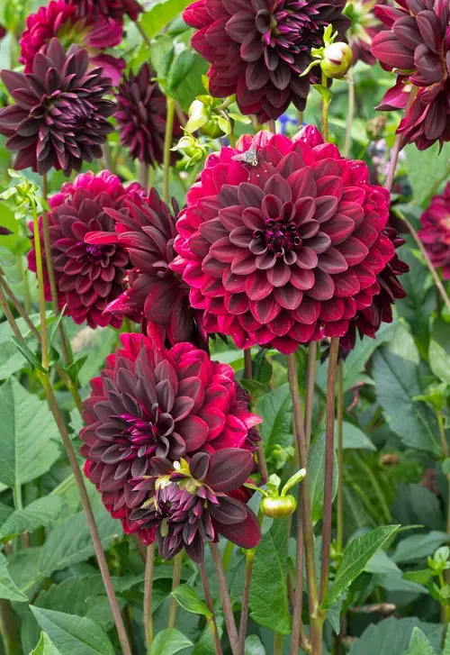 Top Red Dahlia Types for a Garden
