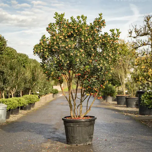 How to Grow a Strawberry Tree