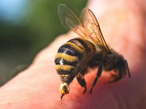Are Carpenter Bees Dangerous
