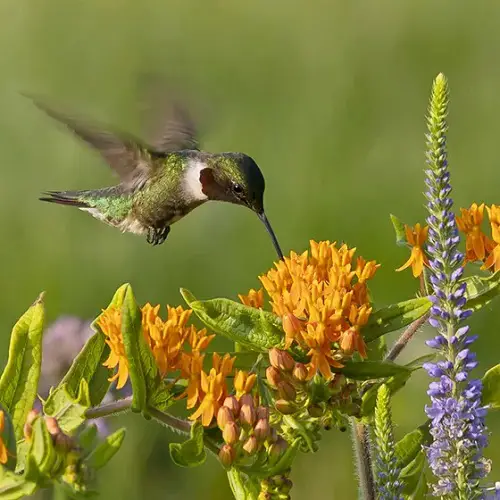 Plants That Attract Hummingbirds in Florida