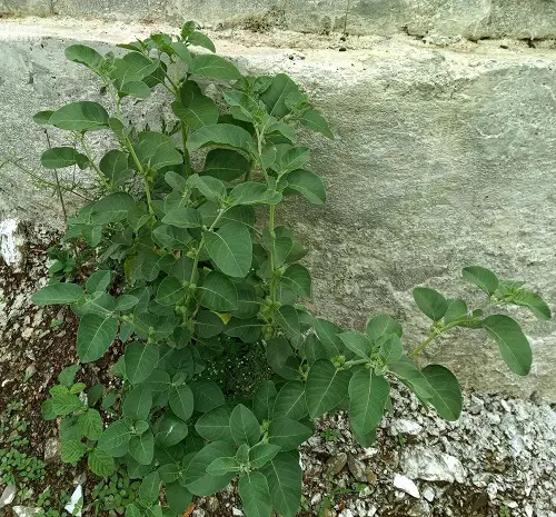 Ashwagandha Herb in garden 
