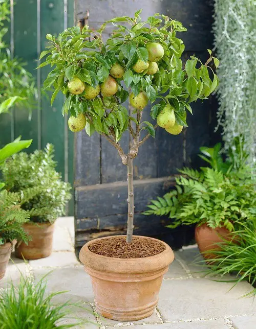 best Fruits that Grow in Shade