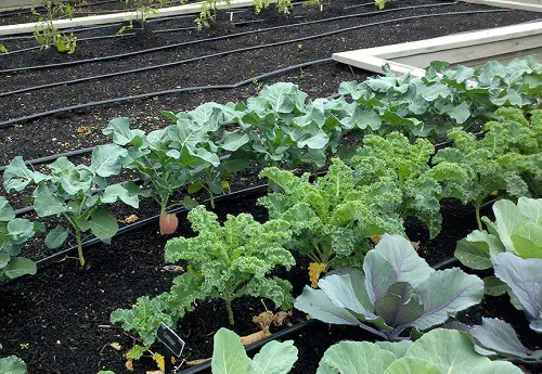 Vegetables You Should Never Plant Together and Why