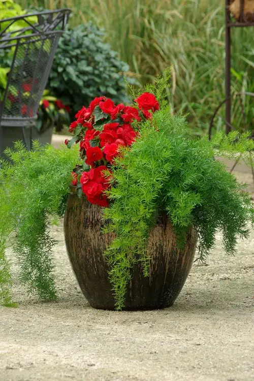 top best Thriller Filler Plants for Spillers2