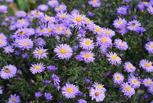 Awesome August Birth Month Flowers