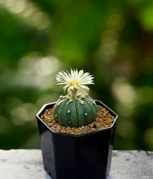 Yellow Flowering Cactus in pot