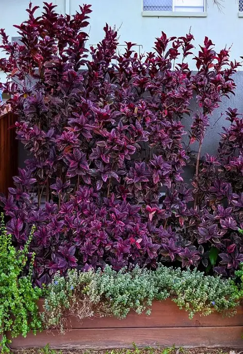 stunning purple ground cover plants 3