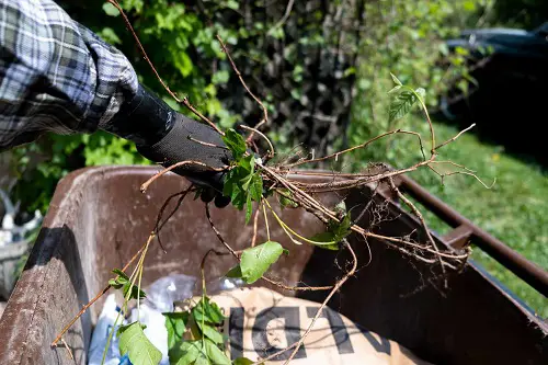 removing dead poison ivy