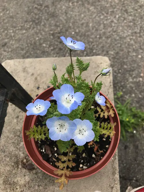 Bee-Attractive Plants 