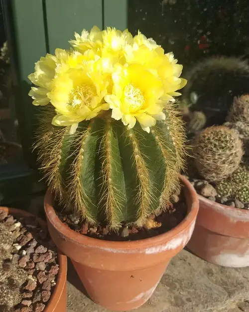 Yellow Flowering ballon Cactus