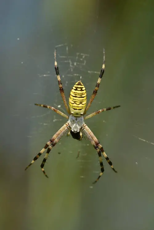 Banana Spider Facts 1