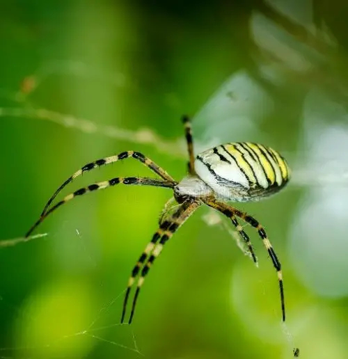 Banana Spider Size