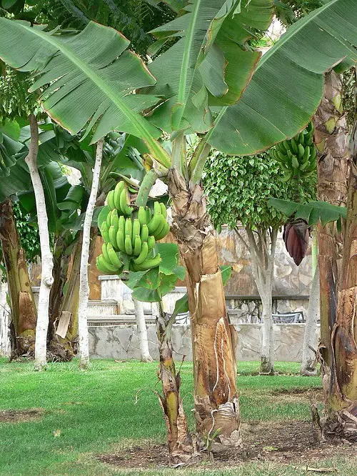 best Plants for Your Tropical Edible Garden to Grow
