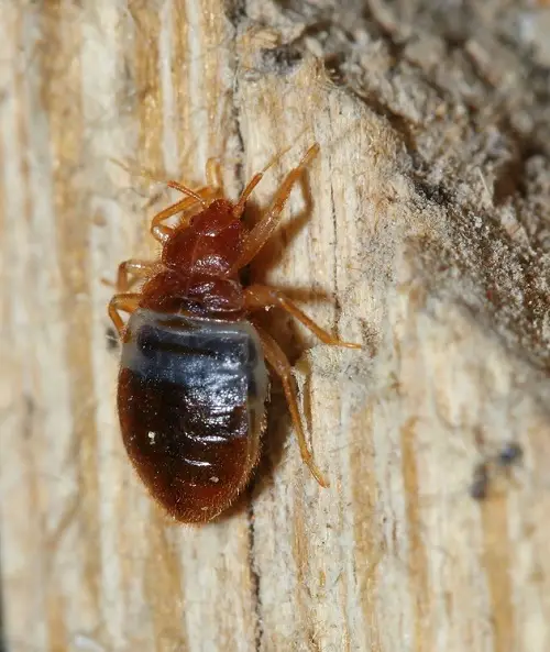 Tiny Bugs In House Near Windows 