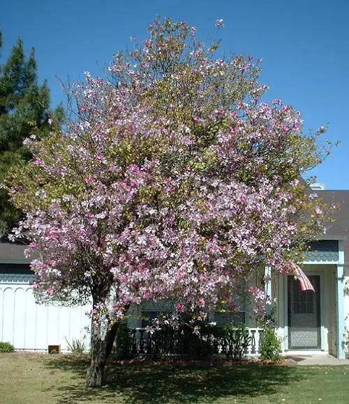 Lovely Blue-Flowered Trees 