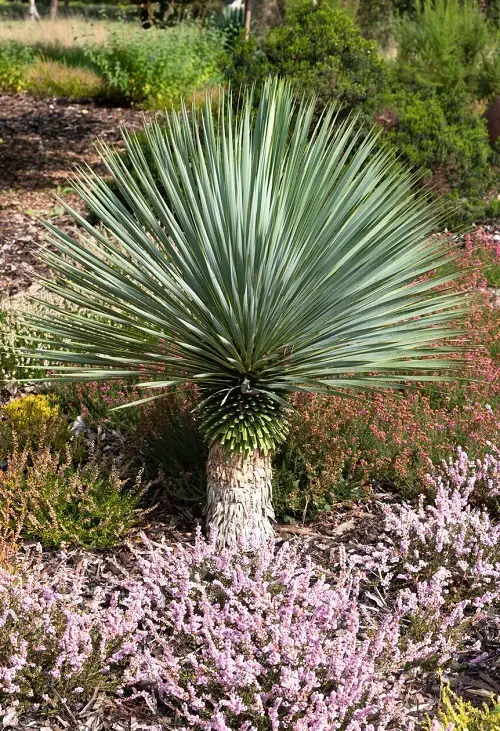 best Types of Yucca Plant Varieties For Garden