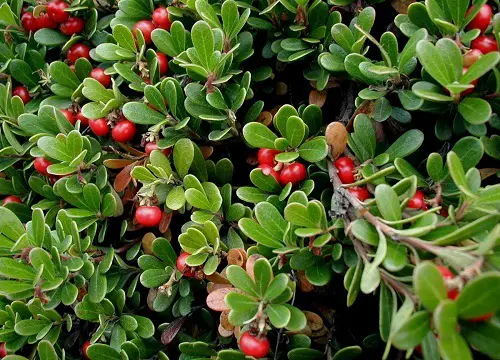 Types of Wild Berries in garden