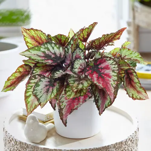 Gorgeous Sorts of Begonias2