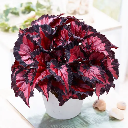 Lovely Sorts of Begonias1