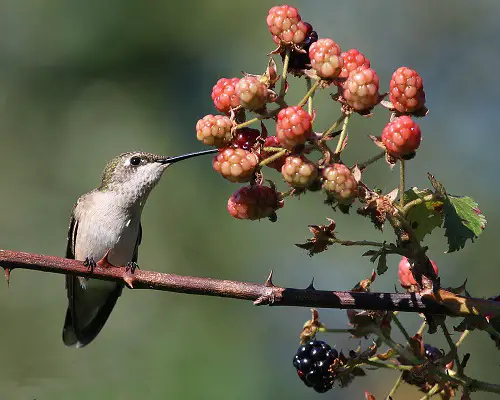 Homemade Recipes for Hummingbird berries