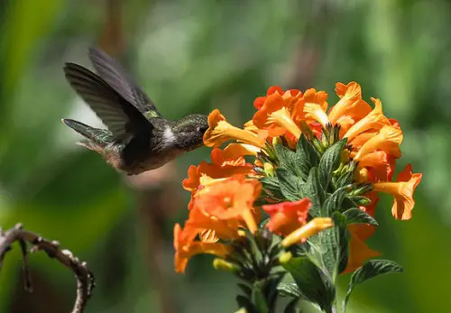 best Flora in Florida That Draw Hummingbirds