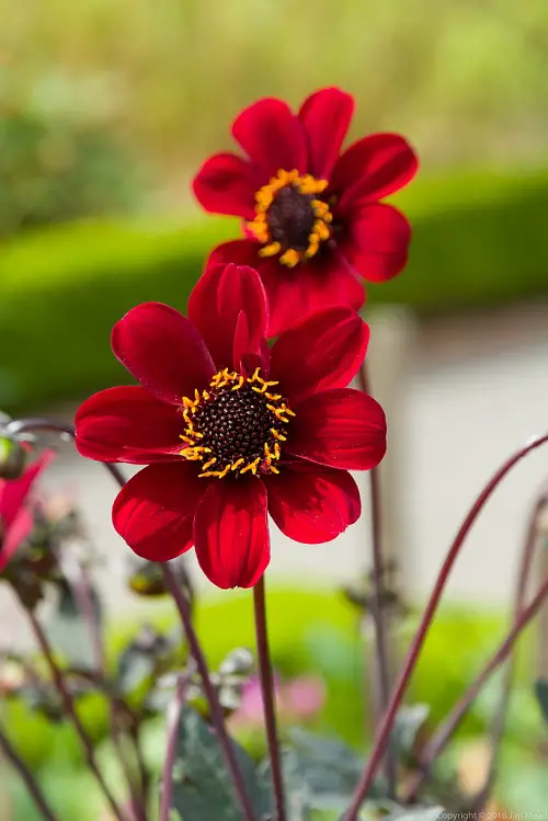 best Gorgeous Red Dahlia Varieties for a Landscape