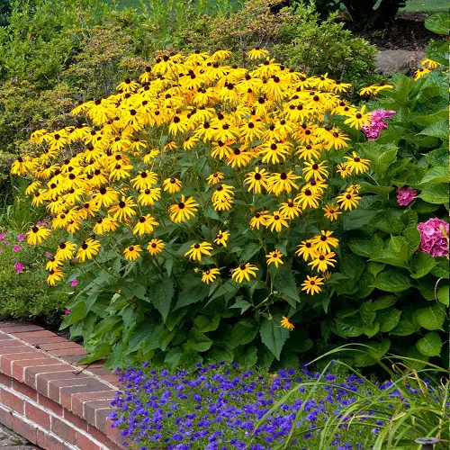 Perennial Flowers that Bloom All Summer