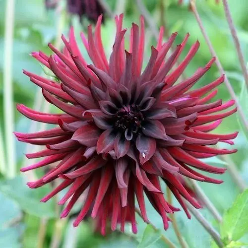 Red Dahlia Varieties for a Landscape