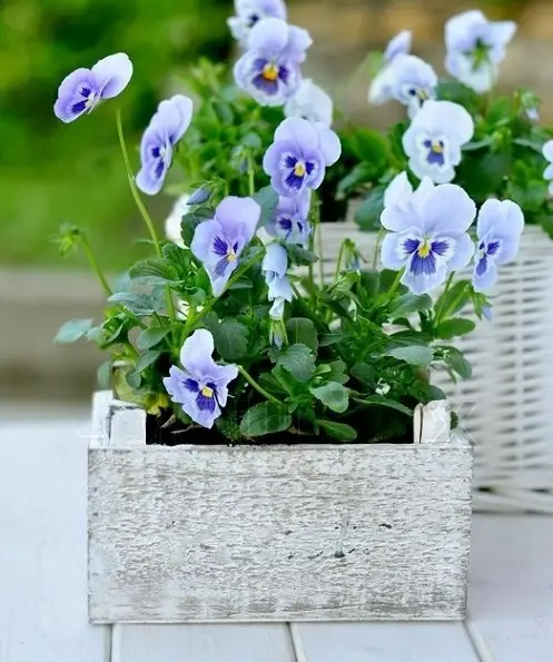 Bee-Attractive Plants